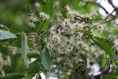 Syzygium cumini